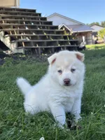 Milo, a male Pomsky for sale in Shipshewana, IN – 3 of 3