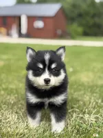 Tina, a female Pomsky for sale in Shipshewana, IN – 3 of 3