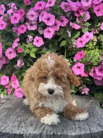 Remi F1BB, a female Miniature Goldendoodle for sale in Shipshewana, IN – 2 of 5