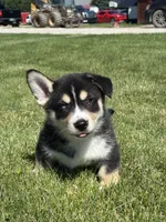 Richard, a male Pembroke Welsh Corgi and Siberian Husky for sale in Shipshewana, IN – 2 of 3