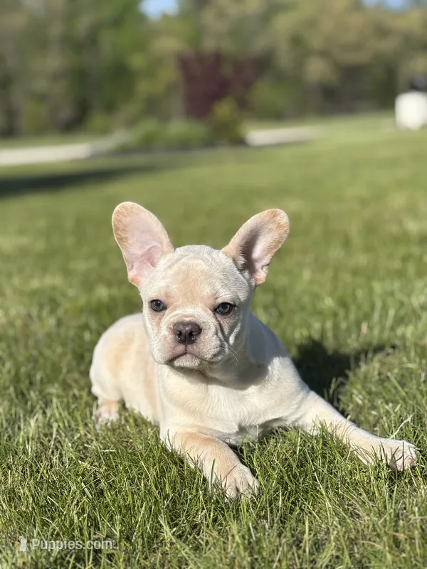 Hazel – French Bulldog puppy for sale in Shipshewana, IN