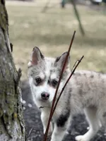 Timothy F2, a male Pomsky for sale in Shipshewana, IN – Photo 3 of 6