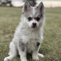 Timothy F2, a male Pomsky for sale in Shipshewana, IN – Photo 1 of 3