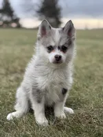 Timothy F2, a male Pomsky for sale in Goshen, IN – Photo 1 of 3