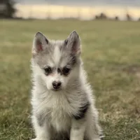 Timothy F2, a male Pomsky for sale in Shipshewana, IN – Photo 3 of 3