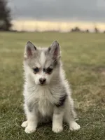 Timothy F2, a male Pomsky for sale in Goshen, IN – Photo 3 of 3