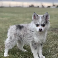 Timothy F2, a male Pomsky for sale in Shipshewana, IN – Photo 2 of 3