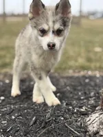 Timothy F2, a male Pomsky for sale in Shipshewana, IN – Photo 2 of 6