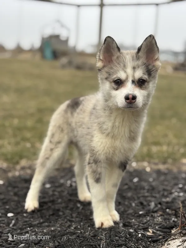 Timothy F2 – Pomsky puppy for sale in Shipshewana, IN