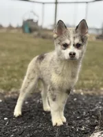 Timothy F2, a male Pomsky for sale in Shipshewana, IN – Photo 1 of 6