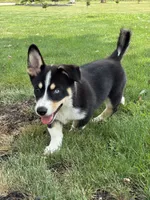 Regina, a female Pembroke Welsh Corgi and Siberian Husky for sale in Shipshewana, IN – 3 of 6