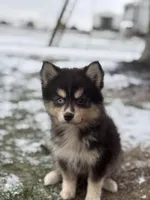 Christopher, a male Pomsky for sale in Shipshewana, IN – Photo 3 of 7