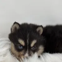 Christopher, a male Pomsky for sale in Shipshewana, IN – Photo 2 of 3