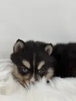 Christopher, a male Pomsky for sale in Goshen, IN – Photo 2 of 3