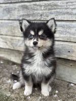 Christopher, a male Pomsky for sale in Shipshewana, IN – Photo 4 of 7