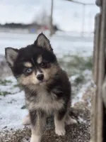Christopher, a male Pomsky for sale in Shipshewana, IN – Photo 1 of 7