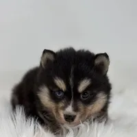 Christopher, a male Pomsky for sale in Shipshewana, IN – Photo 1 of 3