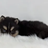 Christopher, a male Pomsky for sale in Shipshewana, IN – Photo 3 of 3