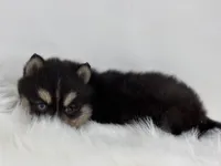 Christopher, a male Pomsky for sale in Goshen, IN – Photo 3 of 3