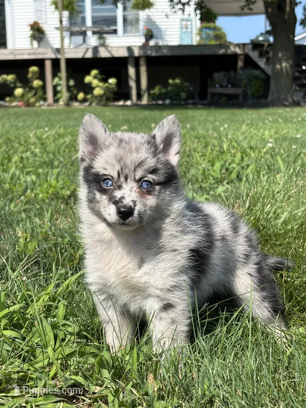 Grace – Pomsky puppy for sale in Shipshewana, IN