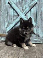Gloria, a female Pomsky for sale in Shipshewana, IN – 3 of 3