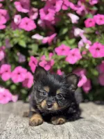 Leah Yorkie-Pom, a female Pomeranian and Yorkshire Terrier for sale in Shipshewana, IN – 2 of 3