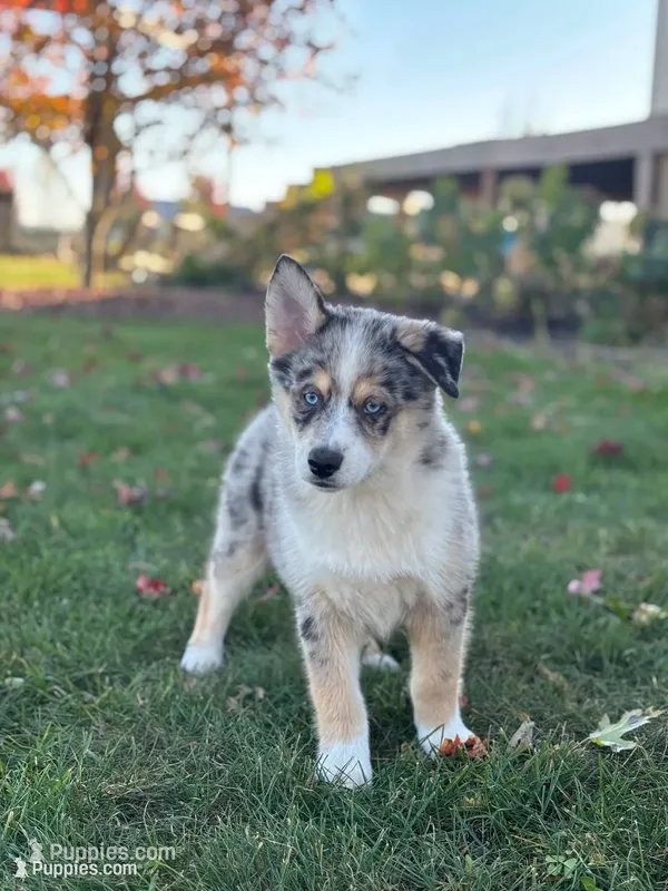 Edward – Pomsky puppy for sale in Shipshewana, IN