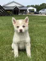 Stella, a female Pomsky for sale in Shipshewana, IN – 2 of 3