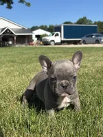 Rachel, a female French Bulldog for sale in Shipshewana, IN – 2 of 3