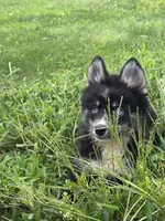 Catalina, a female Pomsky for sale in Shipshewana, IN – 2 of 6