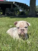 Zendaya, a female French Bulldog for sale in Shipshewana, IN – 2 of 4