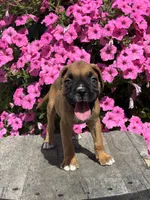 Monika, a male Boxer for sale in Shipshewana, IN – 3 of 3