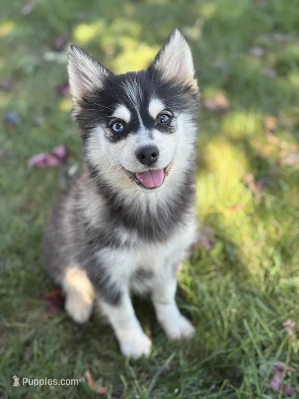Dolly – Pomsky puppy for sale in Shipshewana, IN