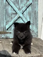 Gilbert, a male Pomsky for sale in Shipshewana, IN – 3 of 3
