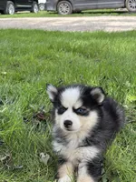 Doris, a female Pomsky for sale in Shipshewana, IN – 3 of 3