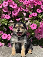 Lucas Yorkie-Pom, a male Pomeranian and Yorkshire Terrier for sale in Shipshewana, IN – 2 of 3