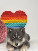 Prince, a male Pomsky for sale in Goshen, IN – Photo 1 of 4