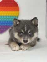 Prince, a male Pomsky for sale in Goshen, IN – Photo 3 of 4