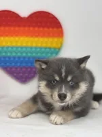 Prince, a male Pomsky for sale in Goshen, IN – Photo 4 of 4