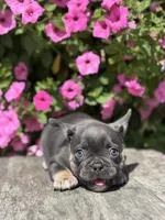 Kayla, a female French Bulldog for sale in Shipshewana, IN – 3 of 3