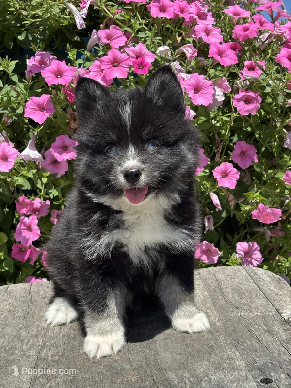 Catalina – Pomsky puppy for sale in Shipshewana, IN