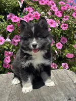 Catalina, a female Pomsky for sale in Shipshewana, IN – 1 of 3