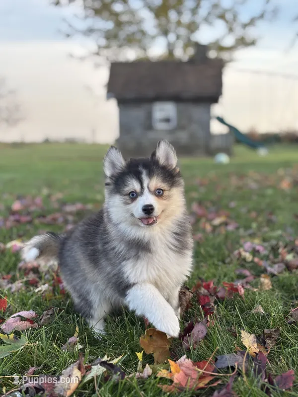 Athena – Pomsky puppy for sale in Shipshewana, IN