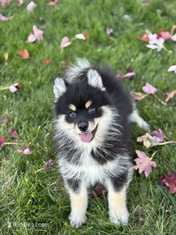 Sawyer – Pomsky puppy for sale in Shipshewana, IN