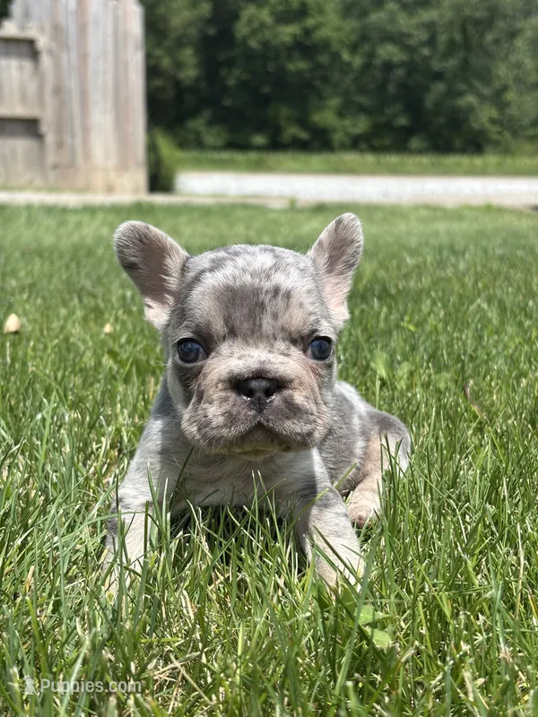 Oaklynn – French Bulldog puppy for sale in Shipshewana, IN