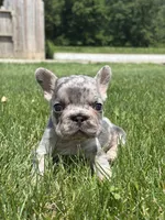 Oaklynn, a male French Bulldog for sale in Shipshewana, IN – 1 of 3