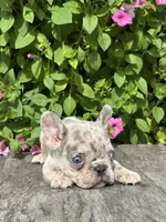 Sean, a male French Bulldog for sale in Shipshewana, IN – 2 of 3