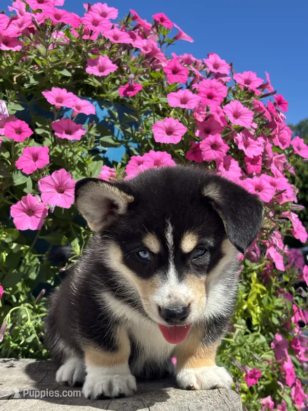 Richard – Pembroke Welsh Corgi, Siberian Husky puppy for sale in Shipshewana, IN