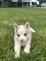 Susie, a female Pomsky for sale in Shipshewana, IN – 3 of 3