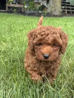 Greg F1B, a male Miniature Goldendoodle for sale in Shipshewana, IN – 2 of 3